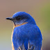 Picture of a beautiful bluebird