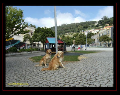 Golden Retriever in Monchique