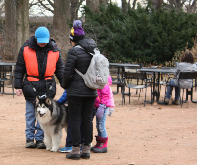 Children meet huskies during Husky Heroes at The Morton Arboretum