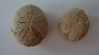 TWO FOSSILS SEA URCHIN / ECHINOID