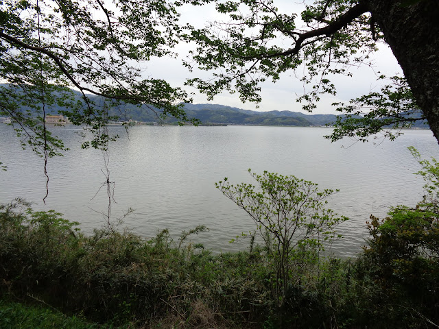 この桜並木からの東郷湖　満開のころ来てみたい