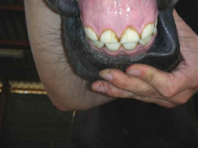 i denti del cavallo_associazione_mammagatta