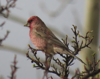 Great Rosefinch