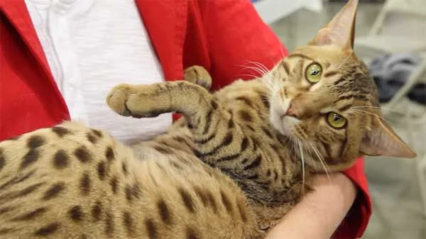 Ocicat Cat Breed Information