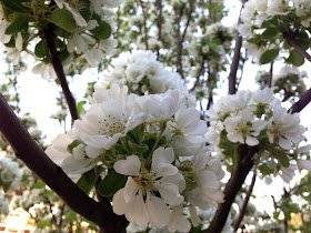 Pear blossom in April