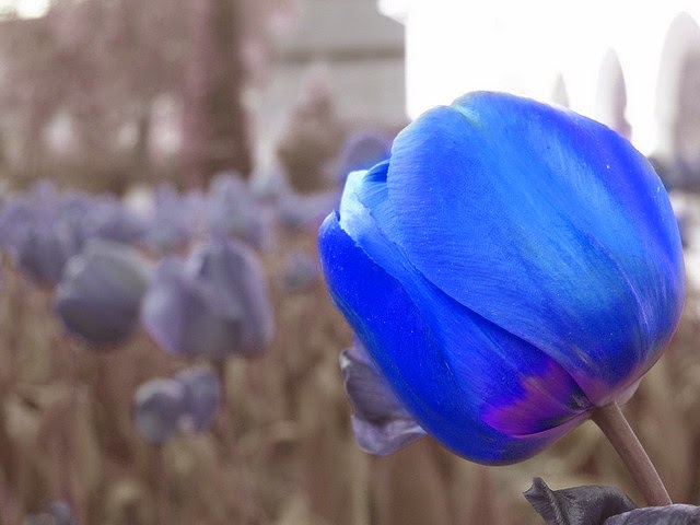  Gambar  Bunga  Tulip  dari Belanda Yang Lucu Ayeey com