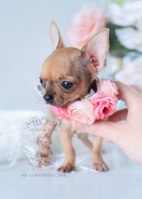 Micro Teacup Chihuahua Puppies For Sale Near Me