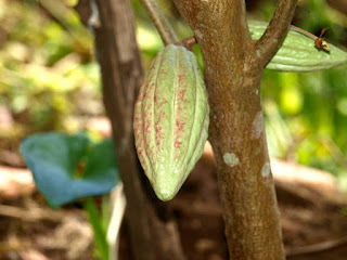 Young yellow-green cocoa pod hanging of the trunk of the tree