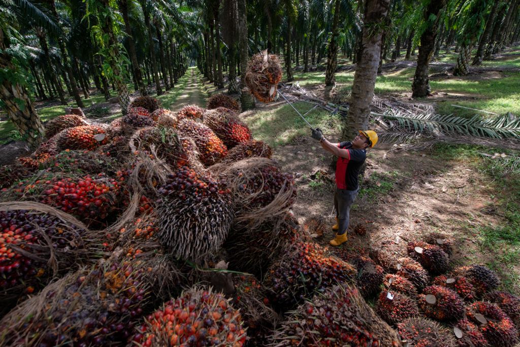 KULIM (MALAYSIA) BERHAD RAI ULANG TAHUN KE-88, BAKAL PENERAJU AGRIBISNES MENJELANG 2025