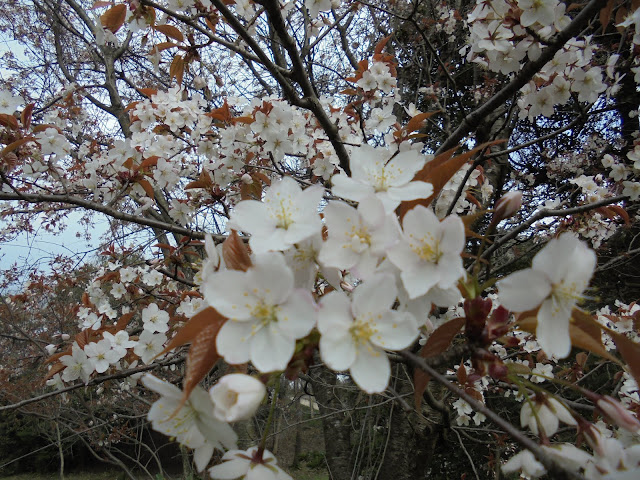 山桜