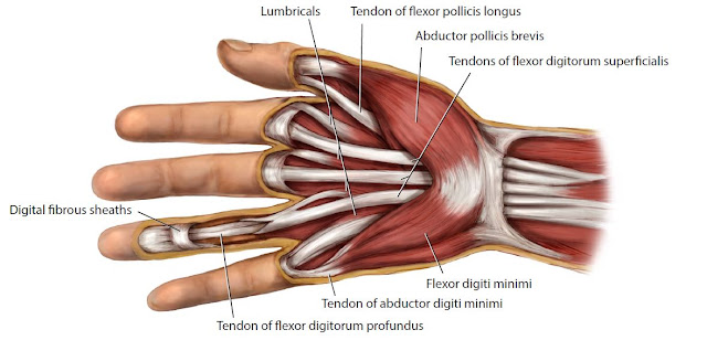 Tendons of the Hand | Core BioVisuals