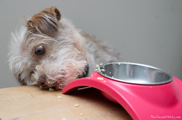 Bailey eating fresh dog food from NomNomNow