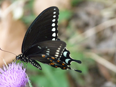 swallowtail