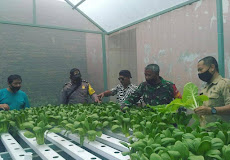TINJAU LOKASI PANEN RAYA HIDROPONIK dari Komunitas ANJAY Farming (ANom JAYa)