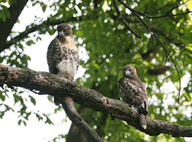 Tompkins Square red-tailed hawk fledglings