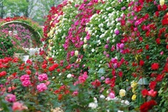 rose-garden-main