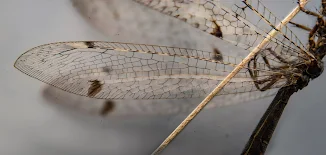 Distoleon tetragrammicus
