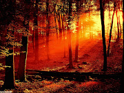 LATEST 2013 HD 3D WALLPAPERS FOR DESKTOP AND PC FREE DOWNLOAD ~ 3D . (deep forest exchange )