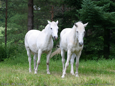 Two white Horses cute background Wallpaper