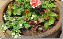 IMG_0554 (2) IMG_0554 (2)
