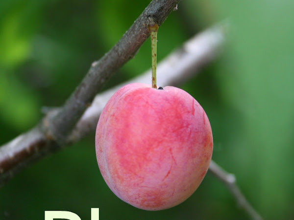 What to Do With a Bumper Crop of Plums