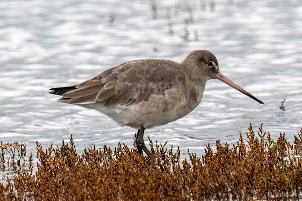 Black-tailed godwit