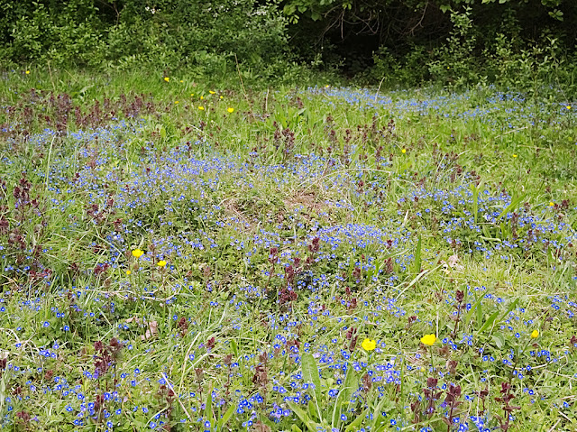 A patch of grass infused with the bright blue flowers of germander speedwell