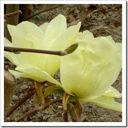 Magnolia x 'Elisabeth'