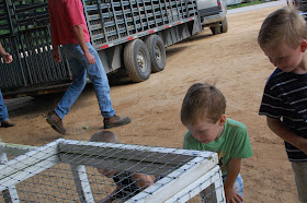 checking out the farm animals