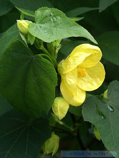 Abutilon pictum - Abutilon strié 