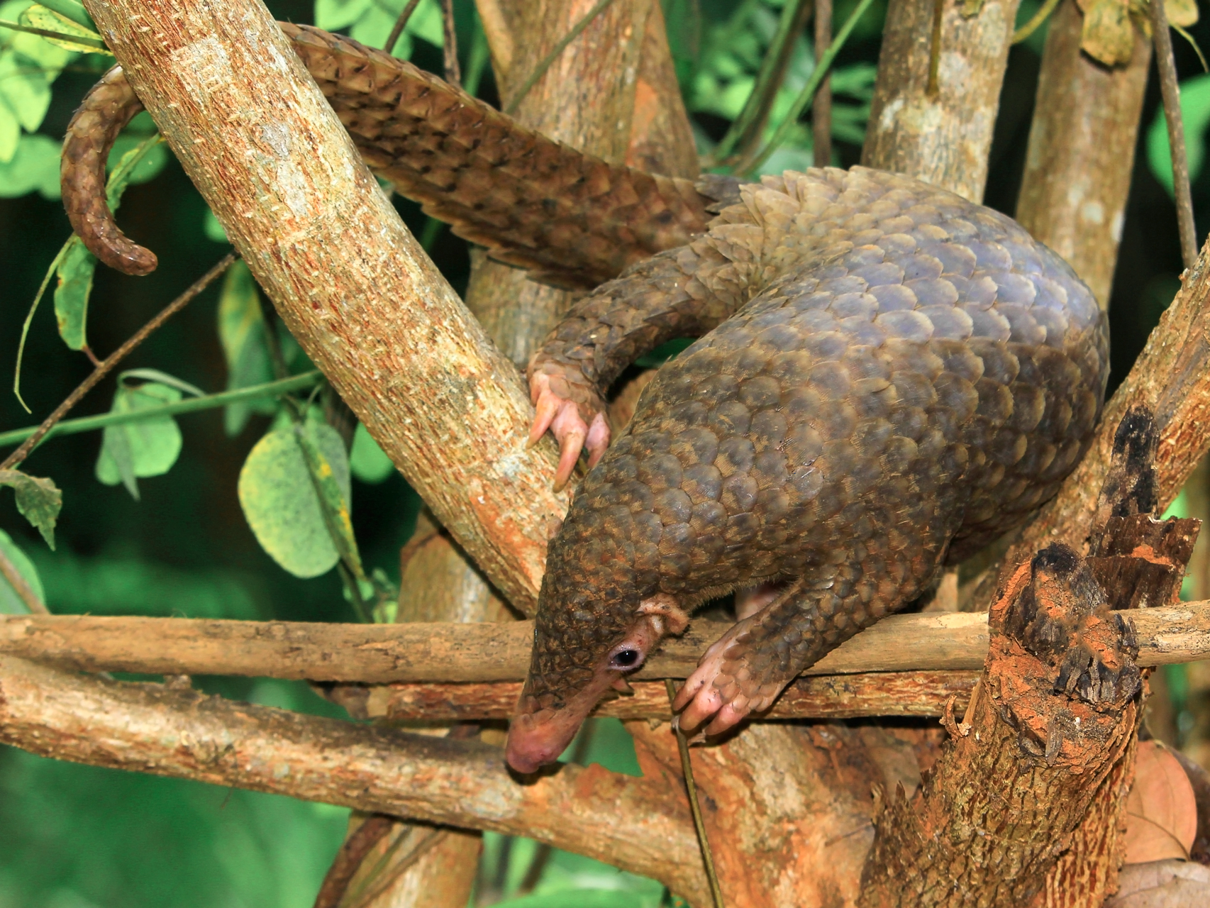 Palawan Pangolin Manis culionensis photo by Jojo De Peralta