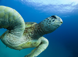 Oceanário Oceanarium