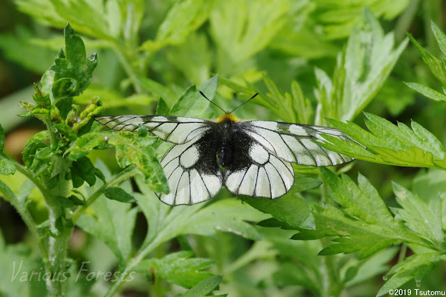 Japanese clouded Apollo butterfly