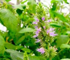 பச்செளலி எண்ணெய் பயன்கள் patchouli benefits in tamil