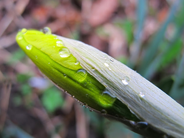 natte narcis