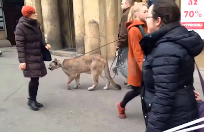 Puma walking down the sidewalk on a leash