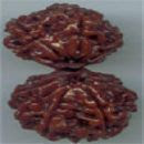 Gaurishankar rudraksha Bead