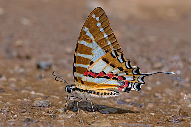 Graphium nomius the Spot Swordtail