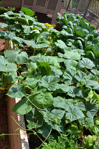 Cucumbers in July