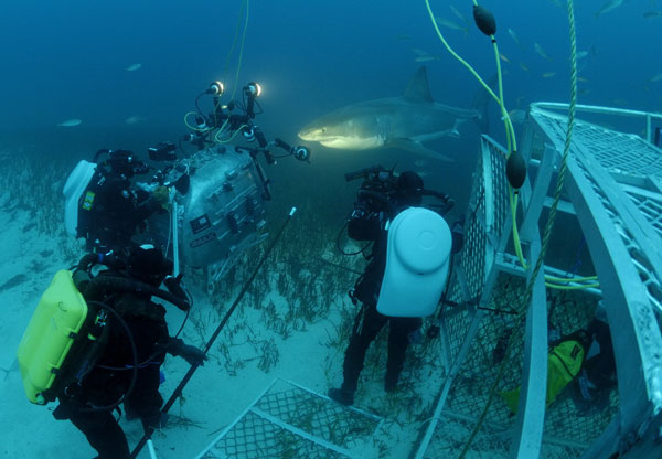 under sea imax shark