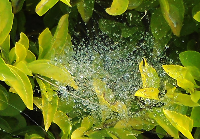 Gotas | Fotografía