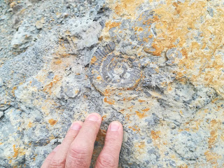 Ammonite, Cantera Cemex, Fontcalent, Alicante