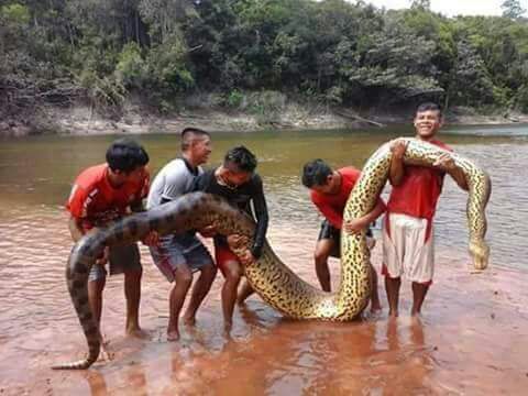 #Amazônia - Uma imensa sucuri encontrada em Tonantins (AM)