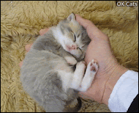 Cute Cat GIF • Adorable kitten sleeping on the palm of human hand. So tiny and innocent baby [ok-cats.com]