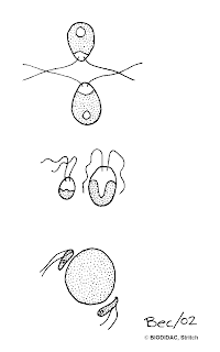 motile plant gametes drawing from http://biodidac.bio.uottawa.ca/