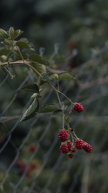 Raspberries, Berries, Fruit