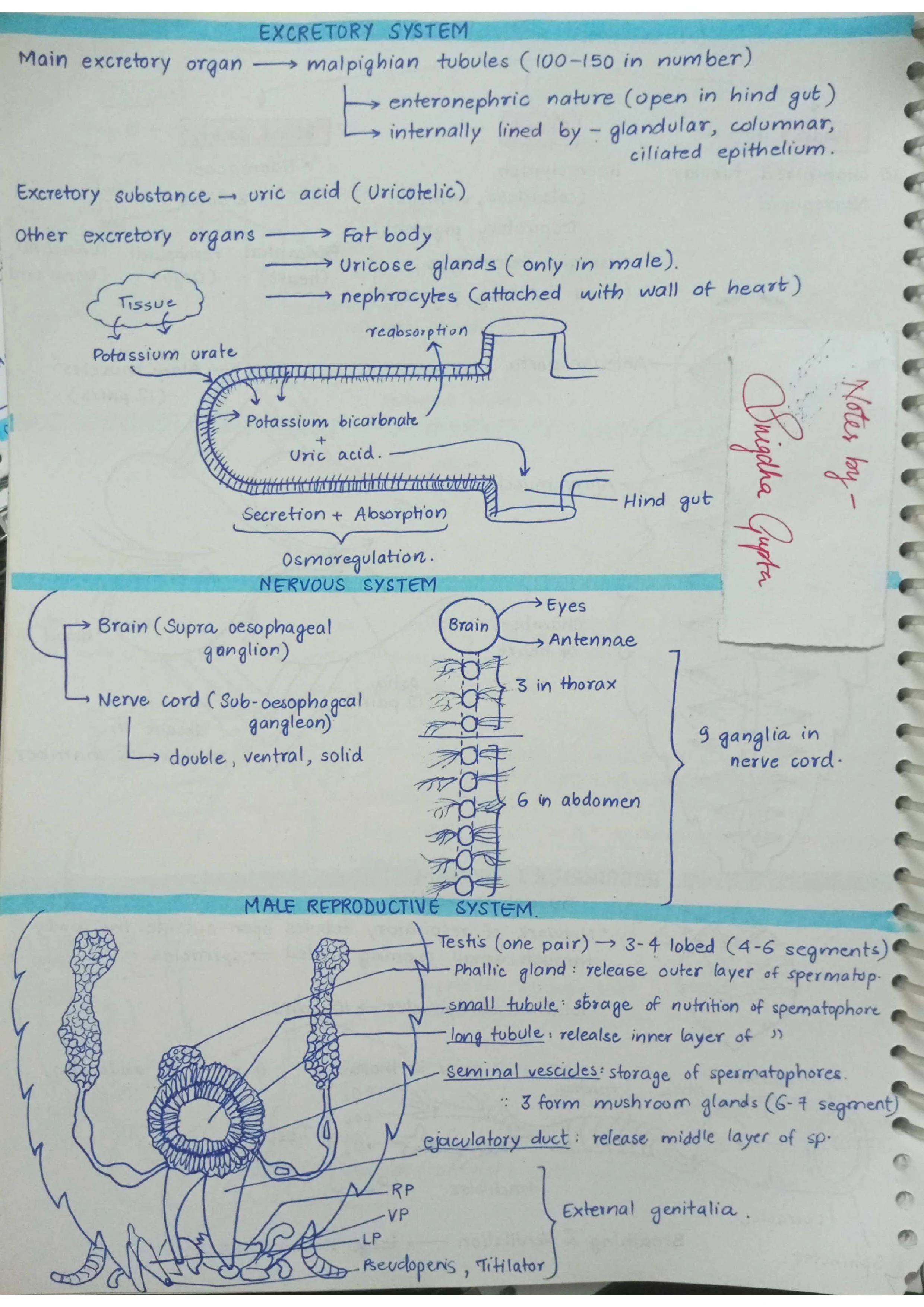 Cockroaches - Biology Short Notes 📚