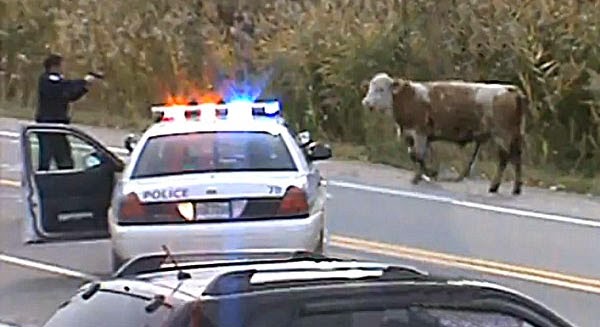 http://thepeoplescube.com/peoples-blog/fargo-cop-shoots-unarmed-cow-town-braces-for-bovine-riots-t14794.html