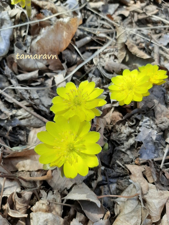 Adonis amurensis