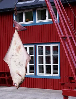 Halibut, catch of the day in Ã, Lofoten Islands, Norway. Photo © Samosir Books.